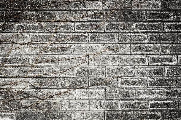 古老的灰色砖墙，树枝干藤，裂缝，特写纹理背景