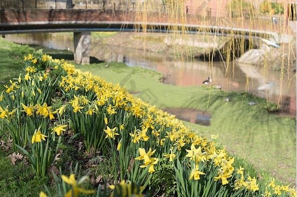 塔姆沃思，斯塔福德郡，英国。2017年3月4日。早上的天气真好。树木、水仙花和番红花上盛开的花朵。信贷：Slawomir Kowalewski/阿拉米现场新闻
