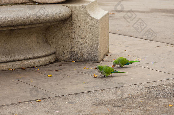 西班牙巴塞罗那，玫瑰环鹦鹉在琼·菲弗勒广场吃水果。