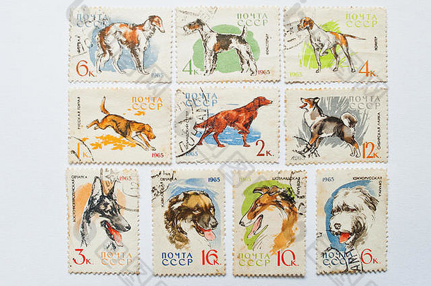 乌兹哥罗德，乌克兰——大约2016年5月：苏联印刷的邮票集展示了不同类型的狗，大约1965年