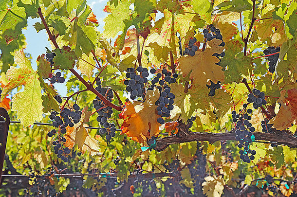 加州卡利斯托加附近纳帕山谷的一个葡萄园中，挂在葡萄藤上的成熟紫色葡萄酒葡萄的背光视图
