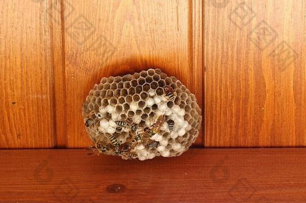 特写镜头黄蜂工作黄蜂蜂巢静态拍摄自然工作