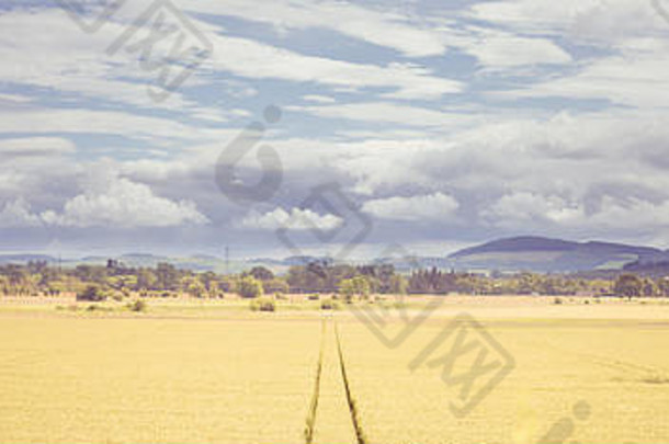 户外阴天景观，绿色和黄色的新鲜麦田，有拖拉机或车辆车轮痕迹，在农村地区aga