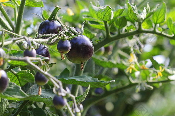 黑色的西红柿分支花园靛蓝玫瑰番茄