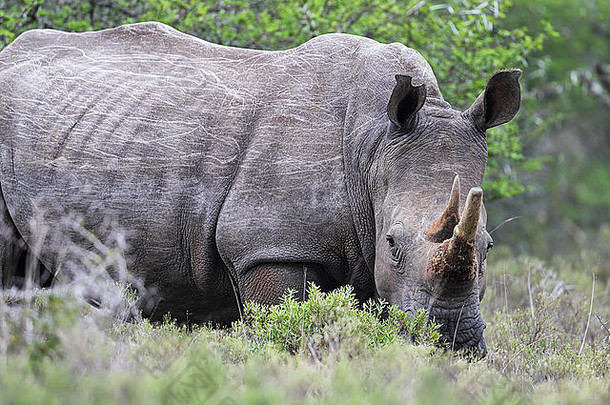 南非东开普省阿马卡拉野生动物保护区的方唇犀牛（Ceratotherium simum）。