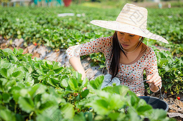 亚洲女孩收获草莓草莓农场泰国