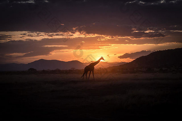 的轮廓长颈鹿非洲日落肯尼亚