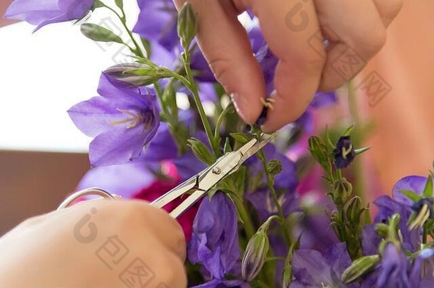 一个女孩的手从花束上修剪枯萎的花