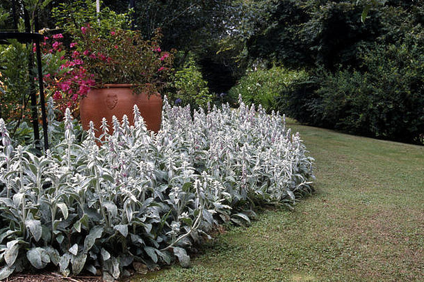 澳大利亚的乡村花园床，以陶土盆中的粉红色三角梅植物为特色，四周是羔羊尾巴（STACHYS）和草坪。