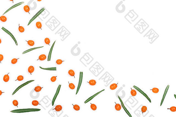 海鼠李背景成熟的新鲜的浆果叶子孤立的白色背景复制空间文本前视图