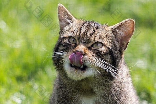 苏格兰野生猫费利克斯结果表明格拉姆皮亚更大的国内虎斑猫开拓进取稀缺的真正的标本钝结束了黑色的小费浓密的尾巴