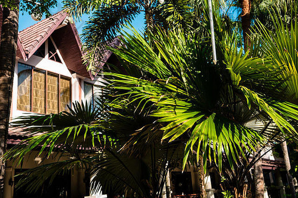 酒店建筑背景上的棕榈叶