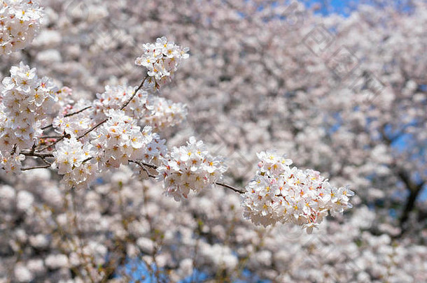 樱花是日本著名的<strong>季节</strong>。很多游客来东京看樱花盛开。