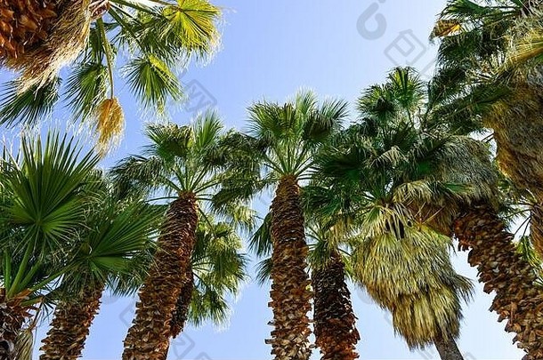 美国蓝天下的阳光下，扇形棕榈树干的裙边和剃毛向上俯瞰，树叶随风飘动