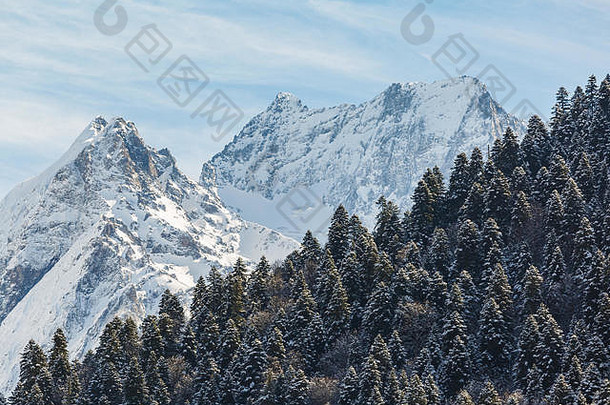 常绿松柏科的森林覆盖雪<strong>背景</strong>美丽的山峰高加索地区山阳光明媚的冬天一天