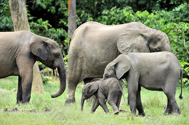 小象和象牛非洲森林象，非洲象。在中非Dzanga saline（森林区）