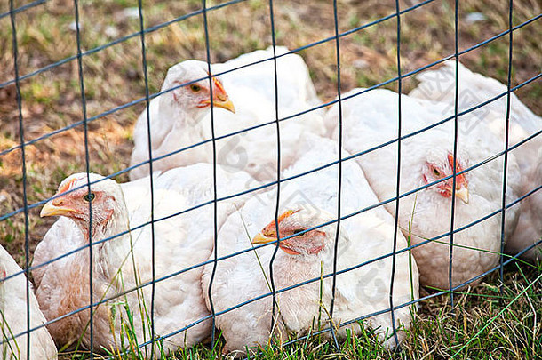 国内免费的范围“白色岩石的鸡外壳有机农场