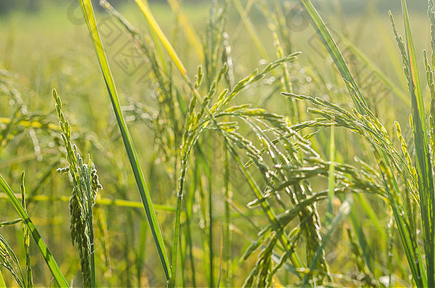 亚洲农田粮食中的稻田