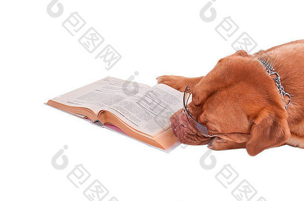 狗波尔多累了阅读书