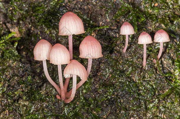 雨林地面上发现的真菌