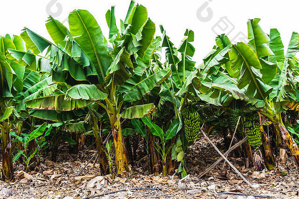 香蕉种植园金丝雀岛屿束香蕉棕榈树