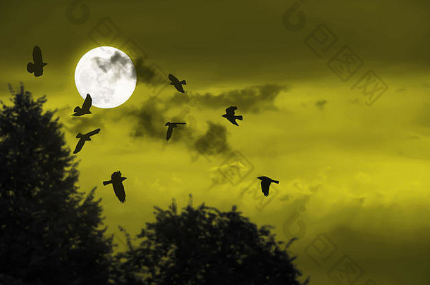 神秘的万圣节背景飞行乌鸦