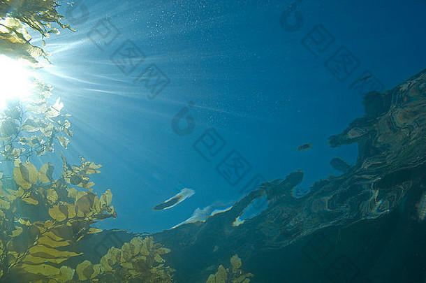 海藻海带浮动加州水下礁