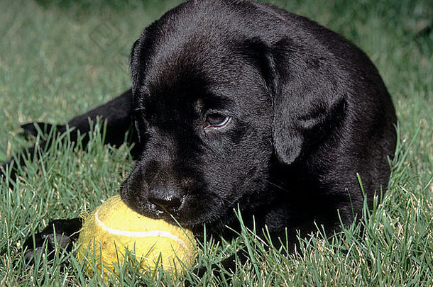 黑色的拉布拉多寻回犬小狗玩网球球