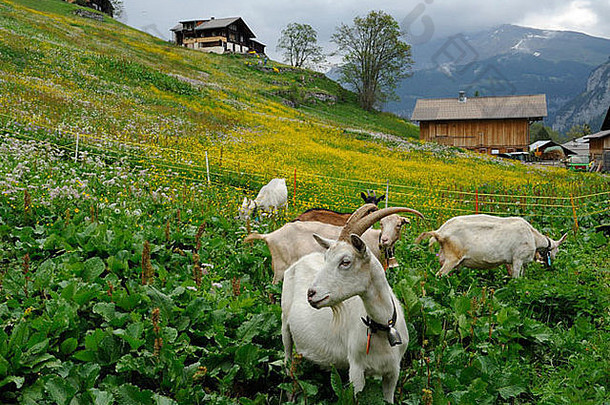 瑞士阿尔卑斯山脉