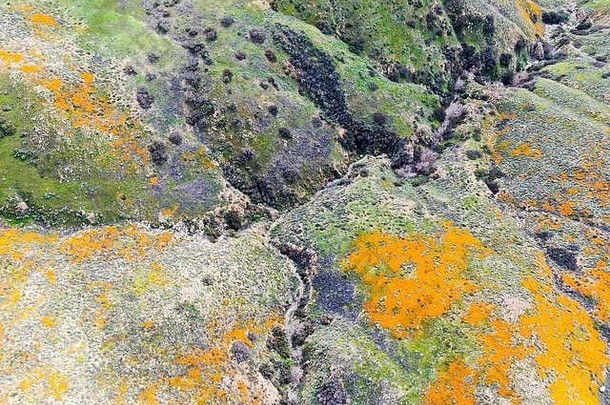 鸟瞰美国加利福尼亚州埃尔西诺尔湖沃克峡谷盛开的加利福尼亚金色花和金田。在加利福尼亚沙漠超级盛开的春季，明亮的橙色花盛开。