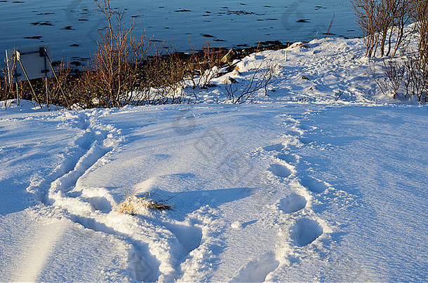 在阳光明媚的深白色雪地里，脚印一直延伸到海边