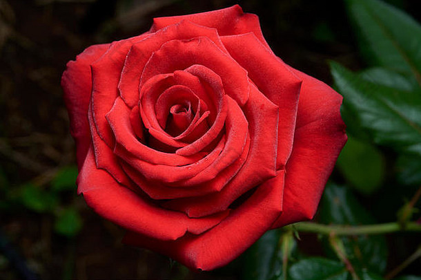 为切花市场培育的老式杂交玫瑰。在现代不常见，已被改<strong>良品</strong>种所取代。