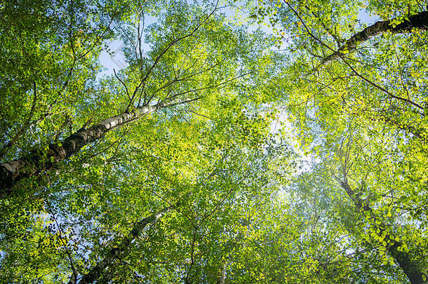 头顶白桦树冠，树枝和灰绿色的叶子穿过高耸的树干和细长的树枝。
