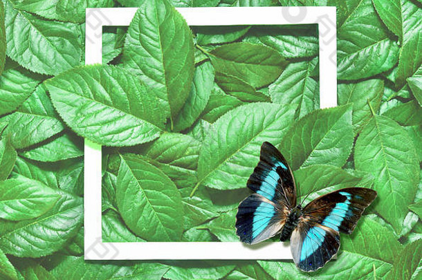 有创意的布局使叶子纸卡请注意蝴蝶平躺自然概念