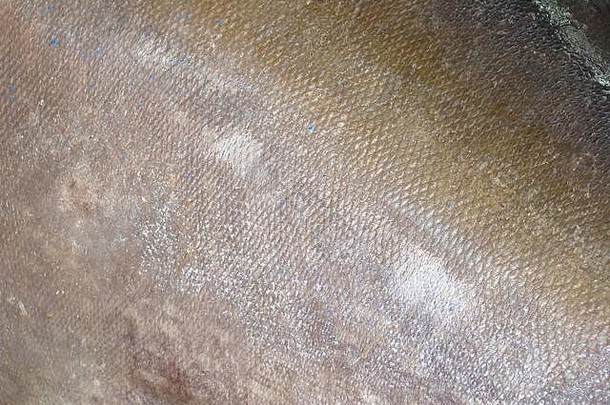 菲律宾新捕获的黄鳍金鱼（Thunnus albacares）皮肤鳞片的细节