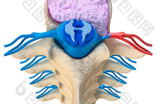 椎间盘突出压迫下的脊髓，3D插图