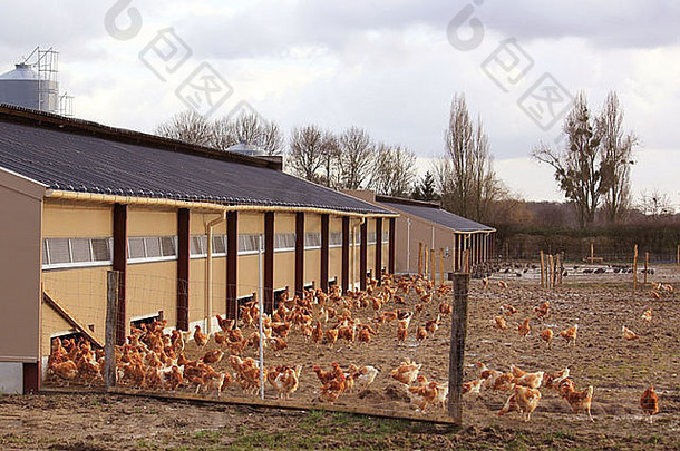 有机农场鸡母鸡提高了在户外