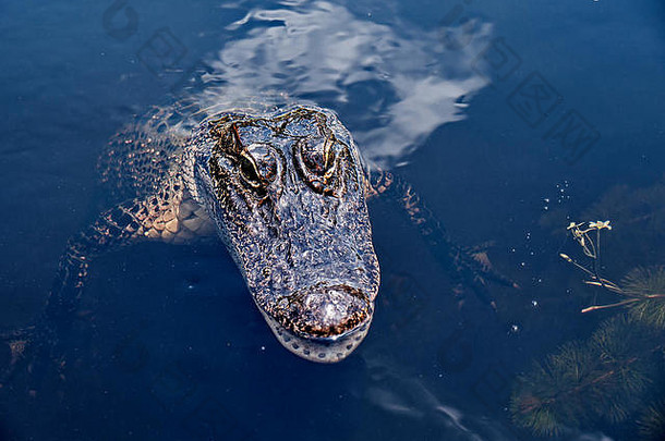 美洲鳄在美国路易斯安那州新奥尔良<strong>郊外</strong>的一艘沼泽船上<strong>游</strong>览海湾