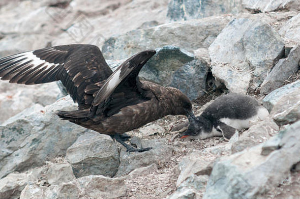 成年棕色臭鼬攻击一只Gentoo企鹅小鸡，<strong>南极</strong>半岛丹科岛