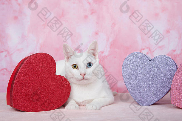 可爱的白色小猫色彩差异眼睛黄色的蓝色的铺设粉红色的毯子大理石的粉红色的背景直接查看器hea