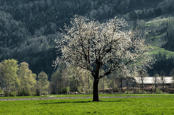 瑞士阿尔卑斯山萨尔干斯附近谷底的春天盛开