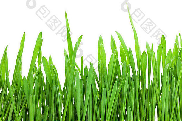 绿色草