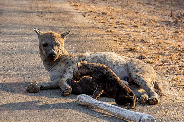 斑点鬣狗妈妈和幼崽