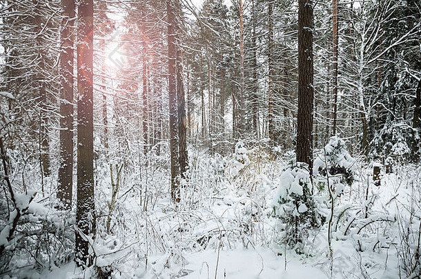 冬季森林与太阳