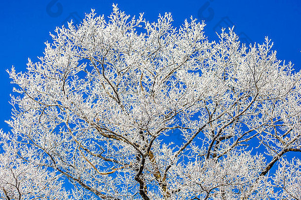 一棵树在蓝天前覆盖着白霜。