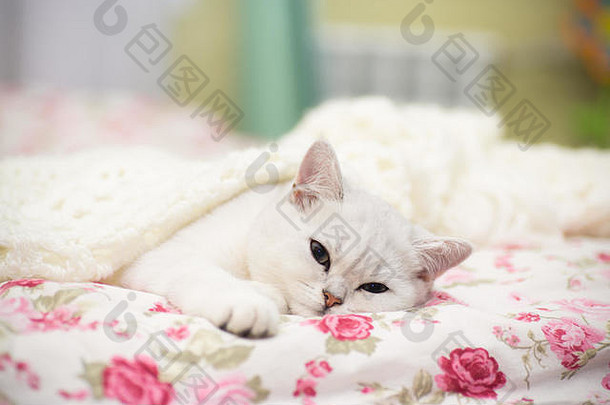 一只美丽的幼猫，品种苏格兰灰鼠直，躺在床上温暖的毯子下