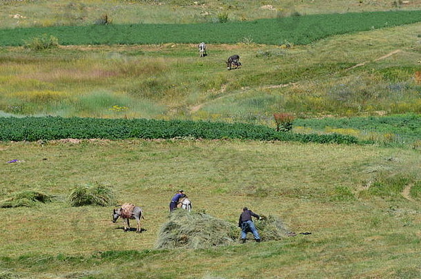 在乌兹别克斯坦东南部希萨尔山脉干草场工作的农民
