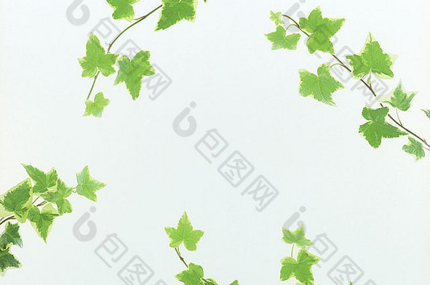 影棚拍摄绿色枫木叶子白色背景