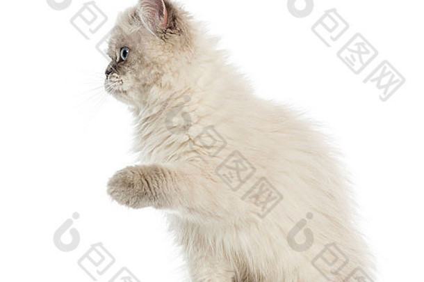 <strong>英国</strong>长毛猫，5个月大，白色背景，爪子向上