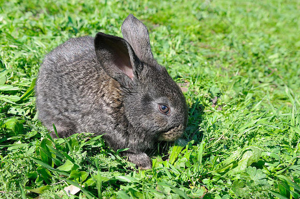 兔子绿色草背景